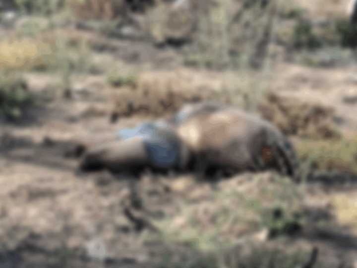 Localizan cuerpo desmenbrado en la carretera a Matancillas, Mexquitic de Carmona