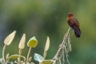 COP30: Brasil lanza en Belém un fondo mundial para proteger los bosques tropicales
