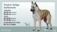 El pastor belga laekenois: historia y presente del más desconocido de los pastores belgas