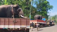 Operation to capture killer elephant begins in Sringeri after two deaths