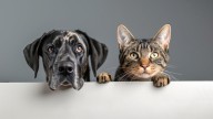 ¿Perros y gatos perdidos?: Europa mira la solución made in España