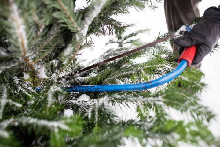 Safe and Legal Christmas Tree Cutting in Washington