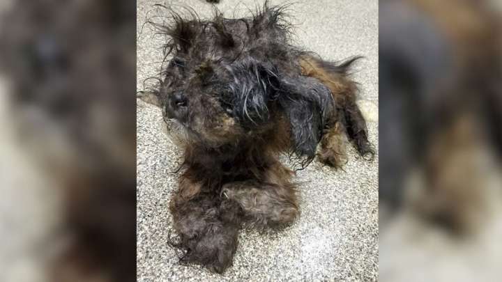 Missouri Rescuers Uncover A Living Mystery Beneath A Pile Of Matted Fur