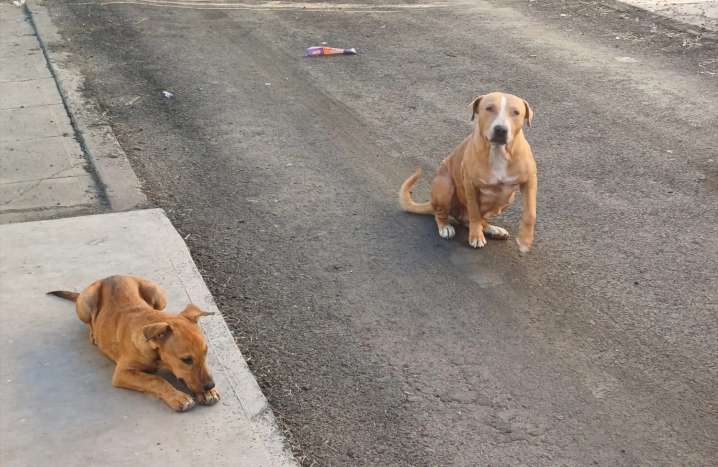 Registra Sonora 3 nuevas muertes por rickettsia