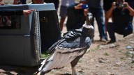 Un cóndor andino hallado herido en una casa de Tunuyán se recuperó y fue liberado