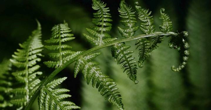 ¿Qué es la fitominería? El helecho que extrae minerales valiosos de la tierra