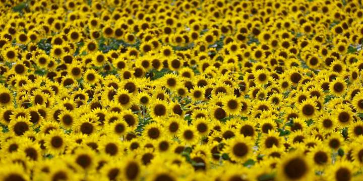 San Luis: híbridos locales de girasol logran rendimientos históricos