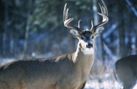 Minnesota 2025 firearms deer harvest remains above 2024 levels