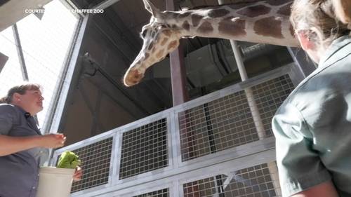 Fresno Chaffee Zoo giraffe 'Baba' passes away
