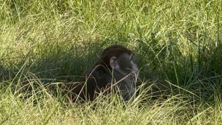 Tres monos de laboratorio infectados con COVID-19 escapan tras accidente en EU; uno sigue suelto