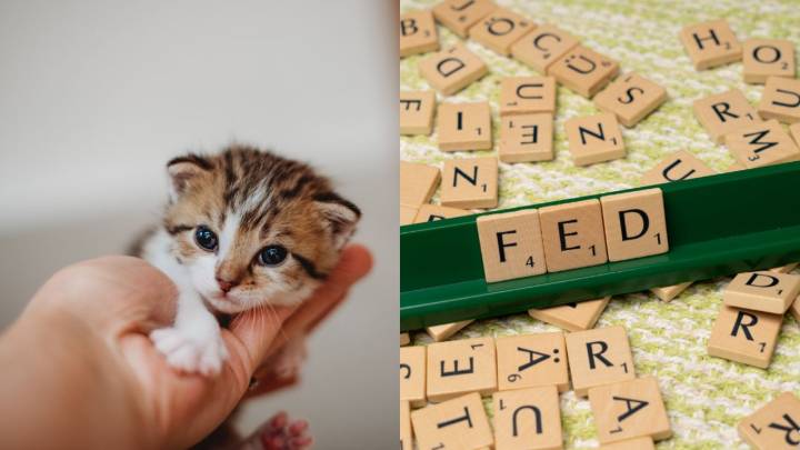 Estos son los mejores nombres para gatos de tres letras: conoce el top 10 del ranking