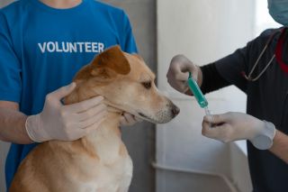 Vaccine Hesitancy Now Affects Dogs, Putting Humans at Risk