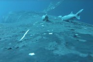 Rare footage shows sucker fish as they whale-surf in the ocean’s wildest joyride