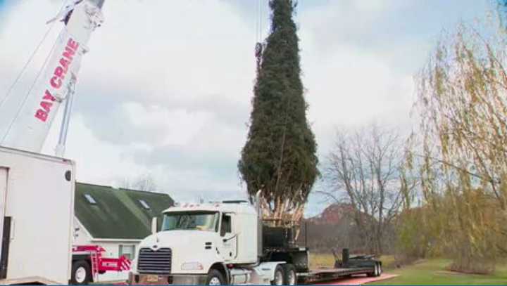 Rockefeller Christmas tree is harvested from upstate New York and begins trek to Manhattan