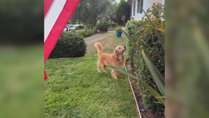 California Golden Retriever Keeps Returning To One Bush And The Reason Has Captured Everyone’s Heart