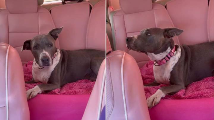 Hawaii Pup’s 791-Day Wait In A Shelter Ends With A Life