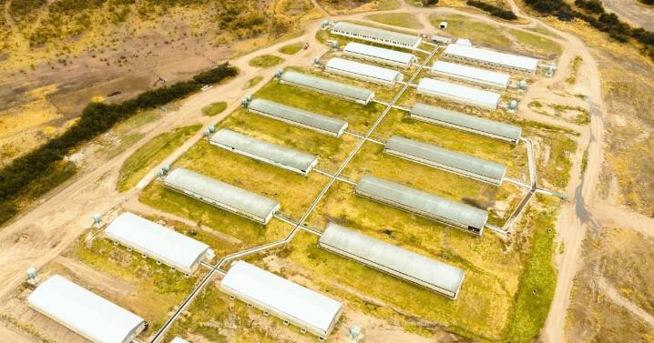 Este sector del agro tiene un 2025 brillante: «Nuestro margen sobre ventas es de más del 60%»