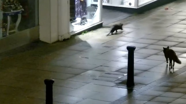 Unlikely friendship between otter and fox ‘better’ than John Lewis Christmas ad