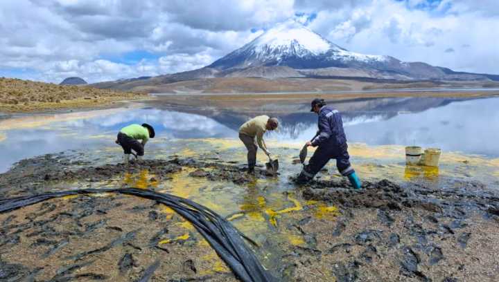 Derrame en Lago Chungará escala en gravedad: Conaf confirma muerte de fauna protegida y riesgo para más de 80 aves