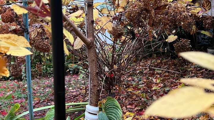 Doing these fall garden chores will make your spring easier