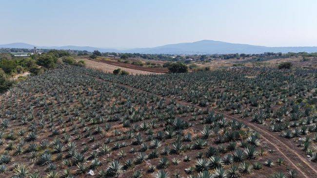 Diario Oficial de la Federación publica Denominación de Origen del Mezcal Mexiquense