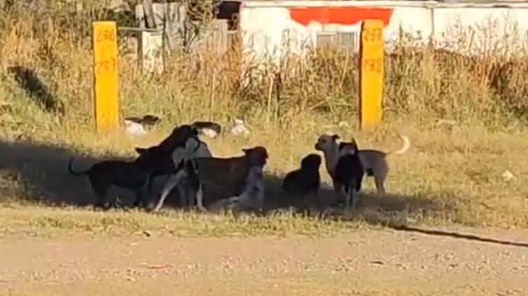 Denuncian jauria de perros en la Revolución