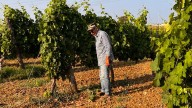 Italian winemakers look to new technologies with old grape varieties to adapt to a changing climate