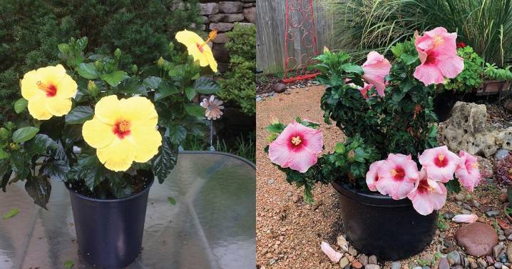 Winter is coming. Do you know which plants to bring inside?