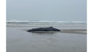 Humpback whale beached near Yachats, officials ask visitors to keep away