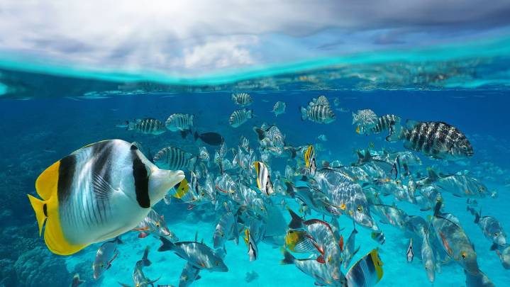 What Is a Group of Fish Called? Not Always a School