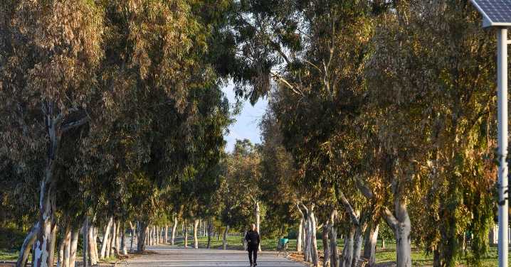 Almería vuelca su política de arbolado en un Plan Director con Mapa de Riesgo