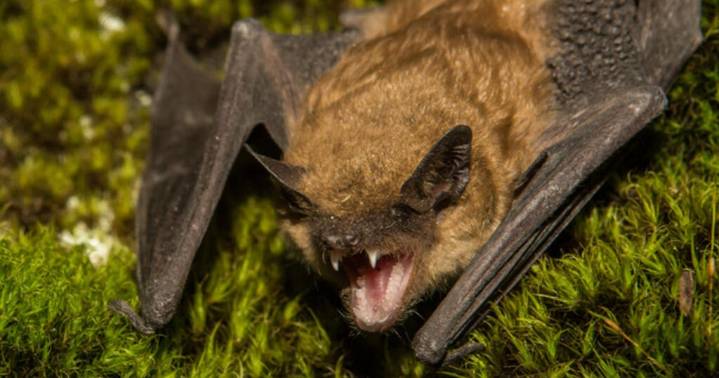 Rabid bat found on San Francisco Peninsula near Portola Valley park