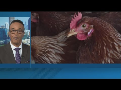 Washington resident is infected with a different type of bird flu