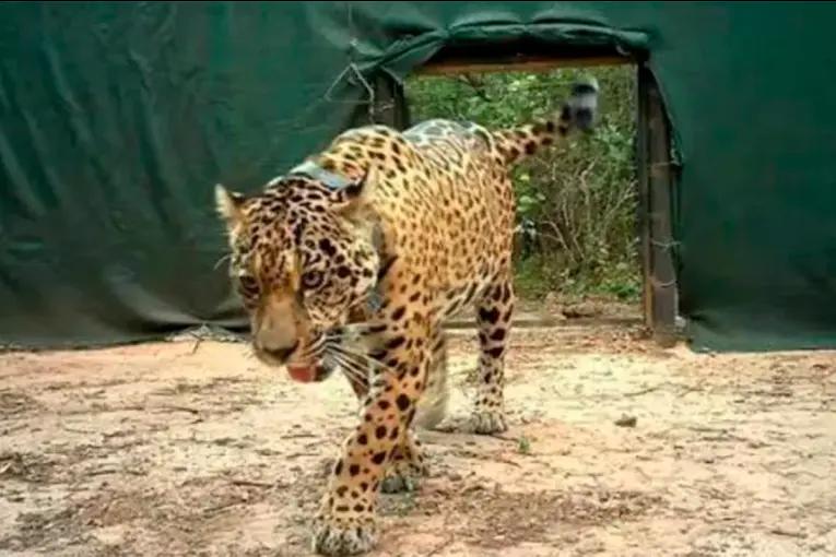 Desaparición de la yaguareté Acaí: el radiocollar dio “señal de mortandad”