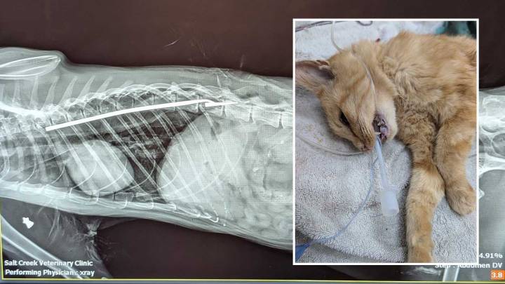 Miracle Cat Survives Being Impaled By Blow Dart And Shot With Gun