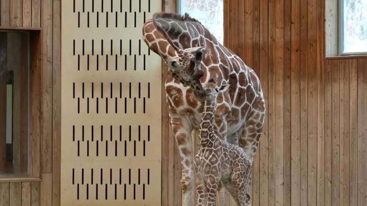 Baby giraffe born at Detroit Zoo, takes her first wobbly steps