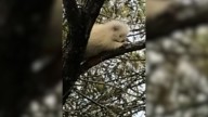 Family Stunned By Rare Albino Creature Found In Maine Woods