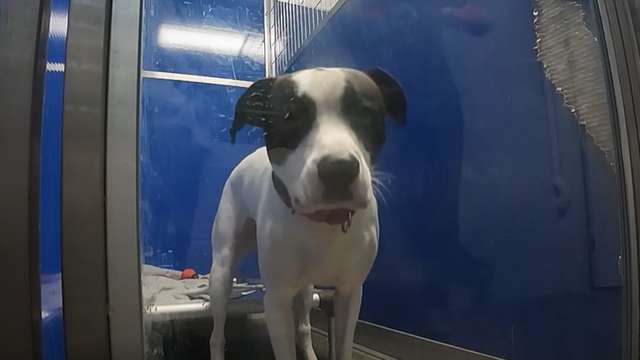 Found House IHN expands capacity with addition of new animal kennels