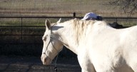 Montana horse auction canceled because of spread of equine virus