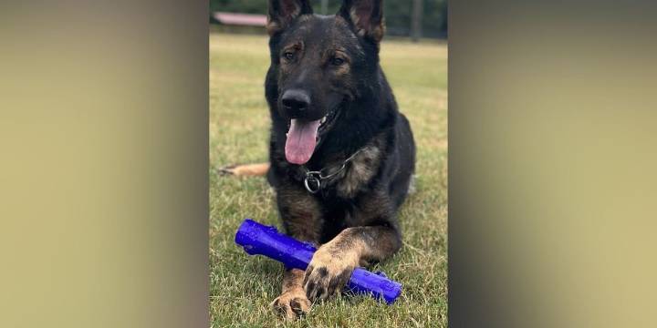Colquitt, Miller County Sheriff’s Office mourns the loss of K9 Volk