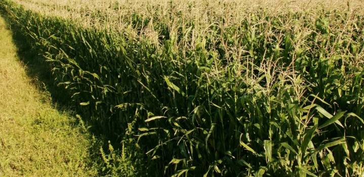 Senasa: se simplifica la normativa para la autorización de productos fitosanitarios