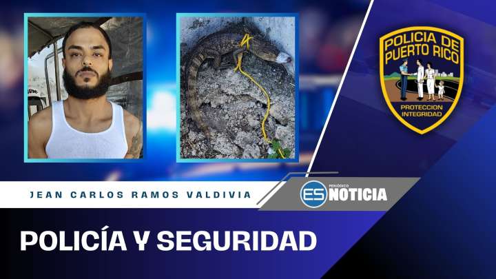 Policía diligencia orden de arresto y encuentra armas y caimán