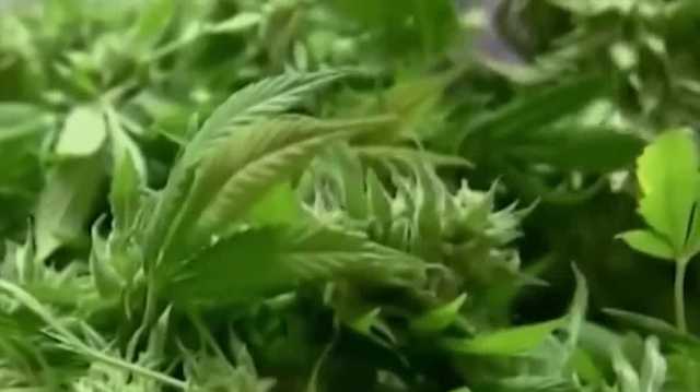 Nebraska legislative hearing takes pulse of medical cannabis regulations