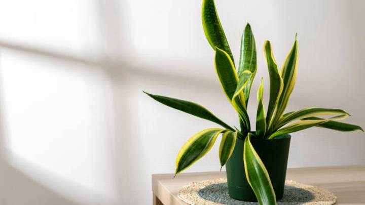 Los beneficios ocultos de la lengua de suegra, la planta que todos deberían tener en casa