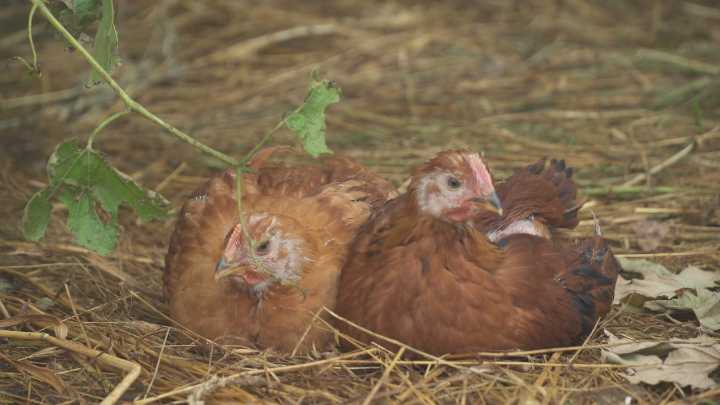 As medidas preventivas polo aumento da gripe aviaria entran en vigor este luns