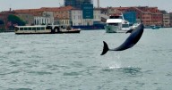Venice’s newest marvel is a wild, acrobatic dolphin. His refusal to leave puts him in danger
