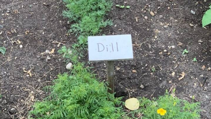 Dill Harvest Early this Year