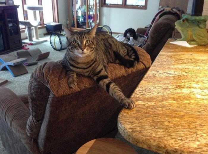 41 Hilarious Photos That Prove Cats Are The Biggest Jerks