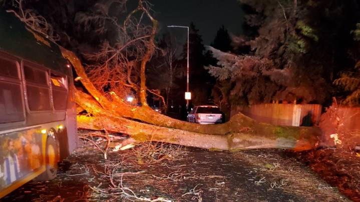 Bus driver recounts tree falling on King County Metro bus