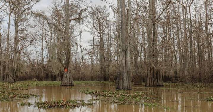 Under new EPA rule, protections would dry up for wetlands across the U.S.